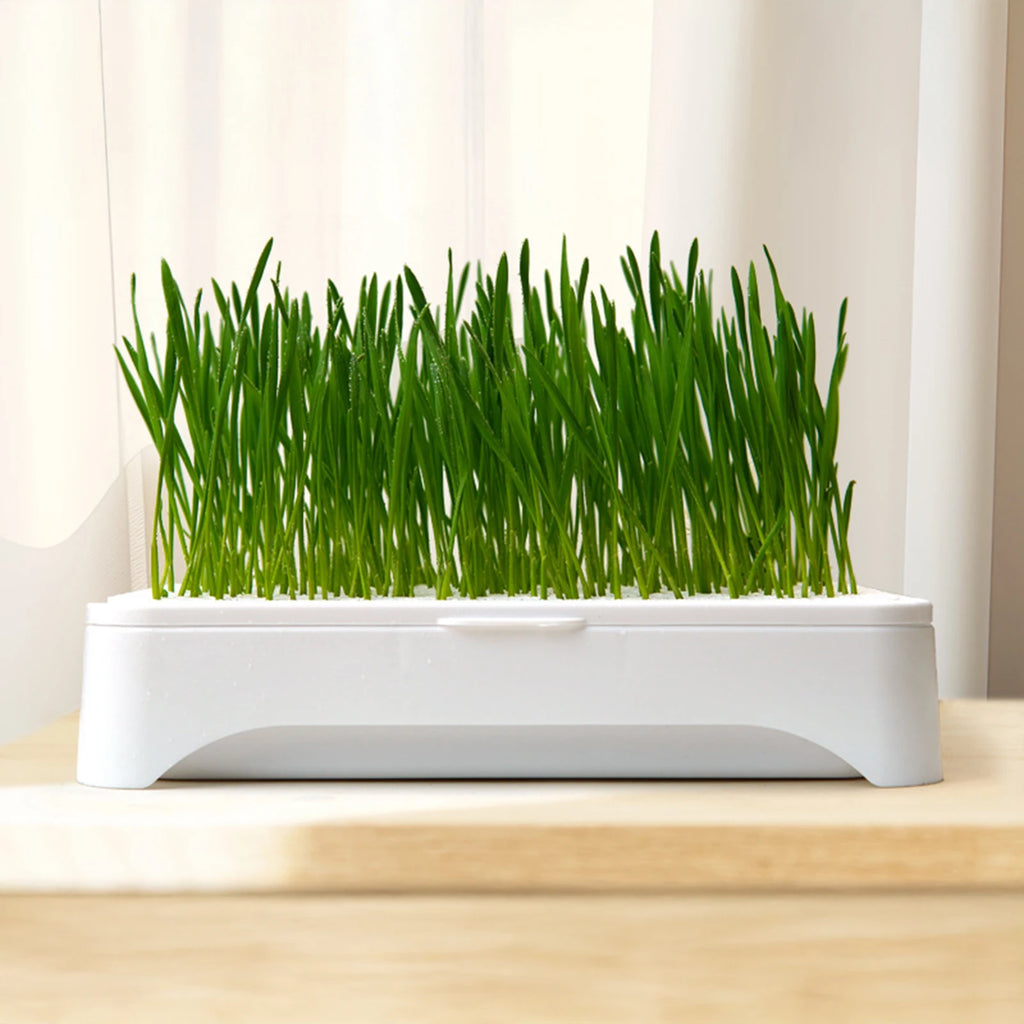 Cat Grass Growing Kit