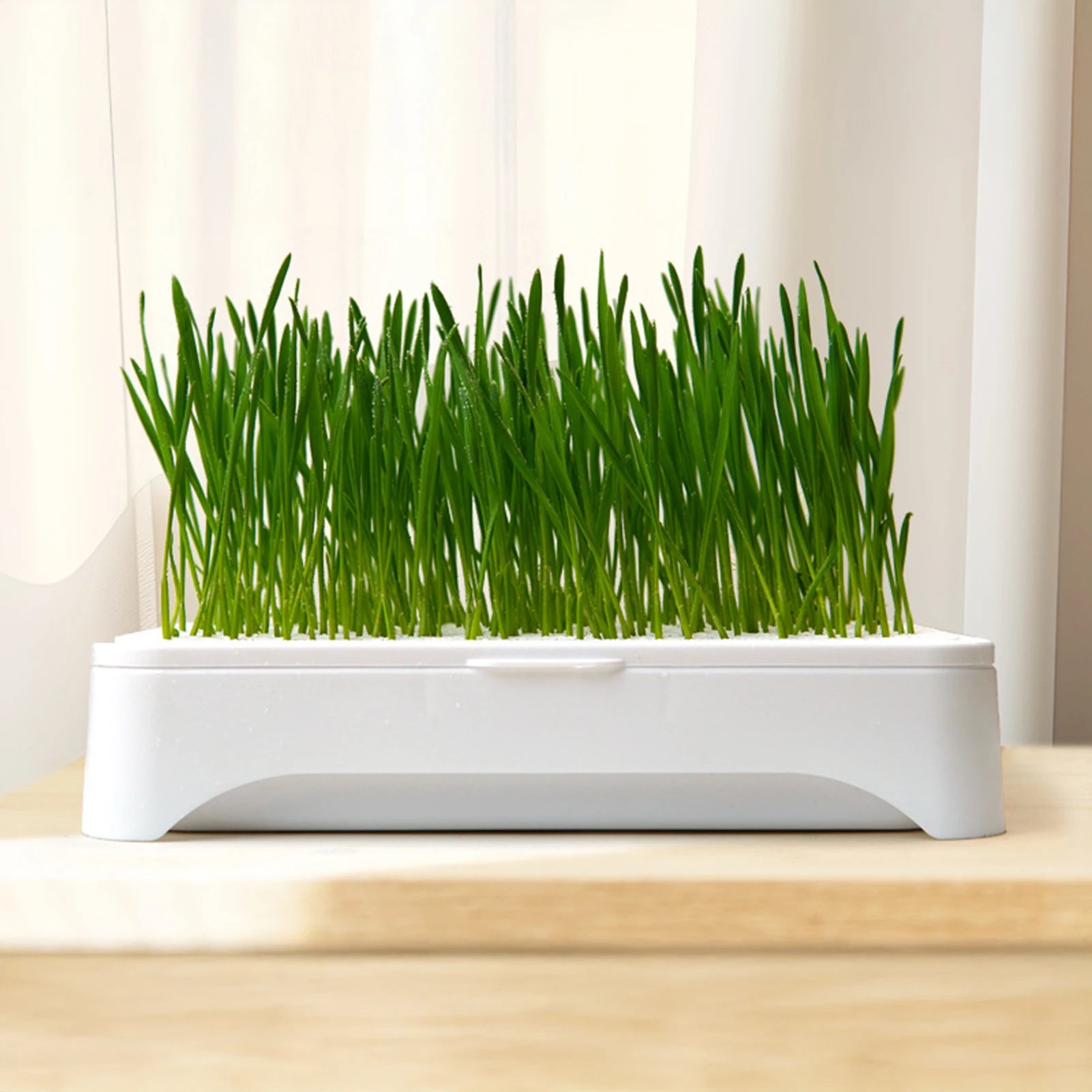Cat Grass Growing Kit