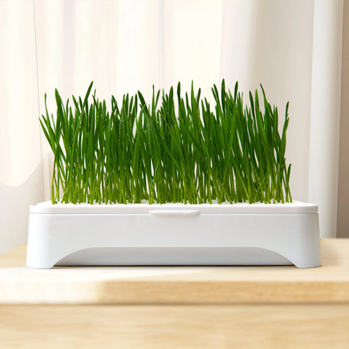 Cat Grass Growing Kit