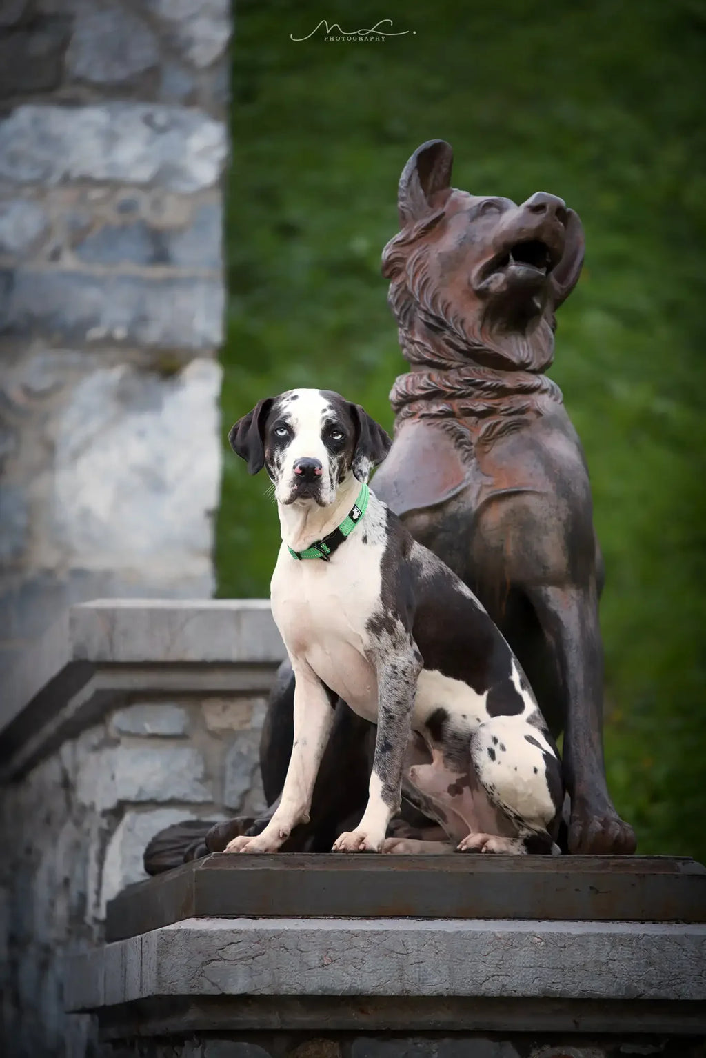 Padded Reflective Dog Collar