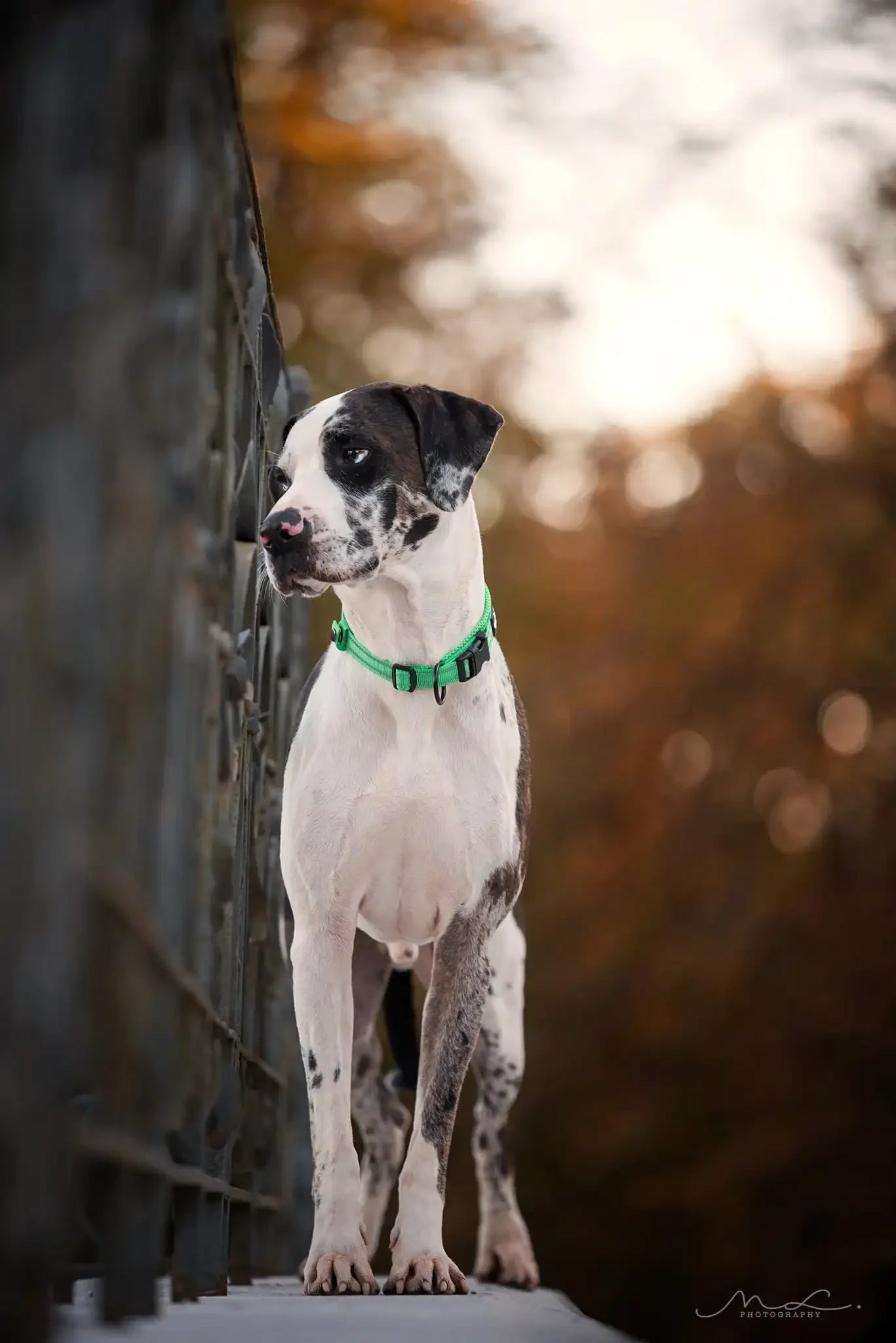 Padded Reflective Dog Collar